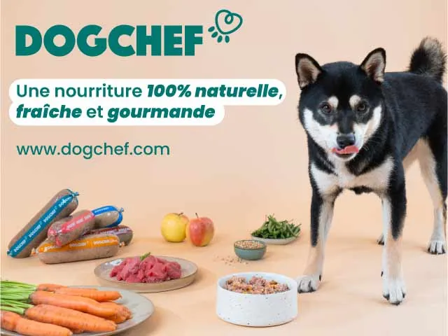 Chien devant une gamelle de repas frais Dog Chef